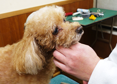 トリミング中の犬