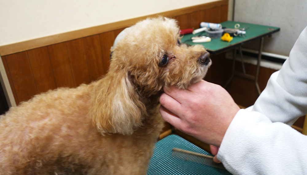 トリミング中の犬